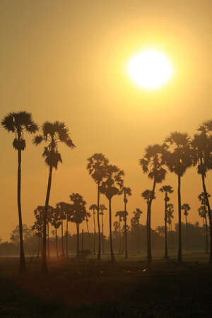 Palm trees in the morning fieldsの写真素材