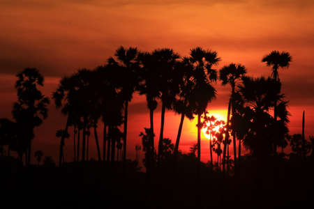 Palm trees in the morning fieldsの写真素材
