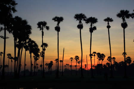 Palm trees in the morning fieldsの写真素材