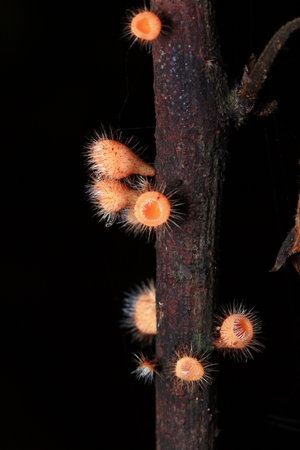 Mushrooms in the National Park Forestの写真素材