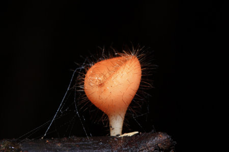 Mushrooms in the National Park Forestの写真素材