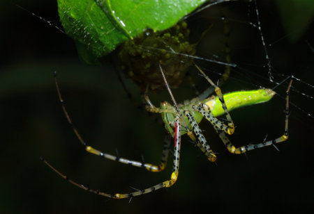Spider in the forest, Thailand National Parkの写真素材