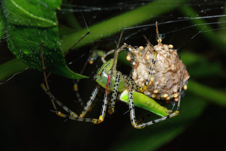 Spider in the forest, Thailand National Parkの写真素材