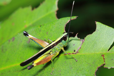 grasshopper in the forest, national park, Thailandの写真素材