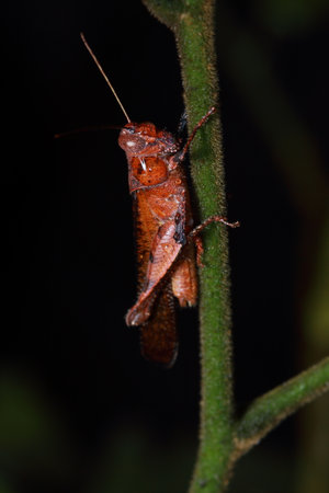 grasshopper in the forest, national park, Thailandの写真素材