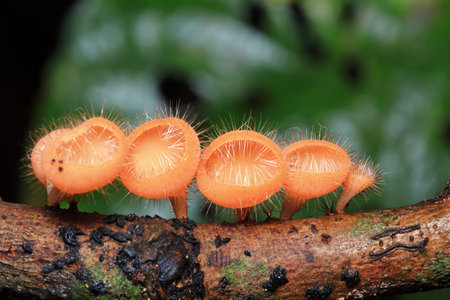 Mushrooms in the National Park Forestの写真素材