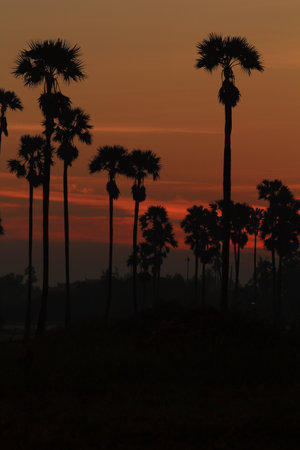 Sun and the palm trees in the morningの写真素材