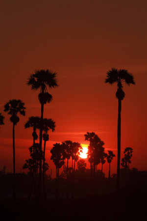 Sun and the palm trees in the morningの写真素材