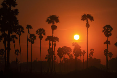 Sun and the palm trees in the morningの写真素材