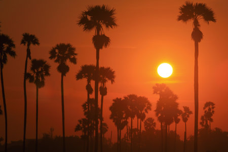 Sun and the palm trees in the morningの写真素材