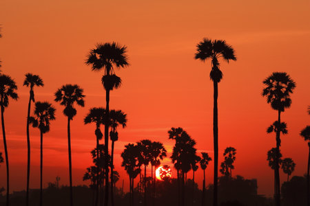 Sun and the palm trees in the morningの写真素材