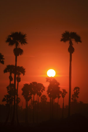 Sun and the palm trees in the morningの写真素材