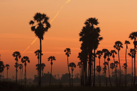 Sun and the palm trees in the morningの写真素材