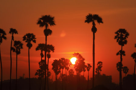 Sun and the palm trees in the morningの写真素材