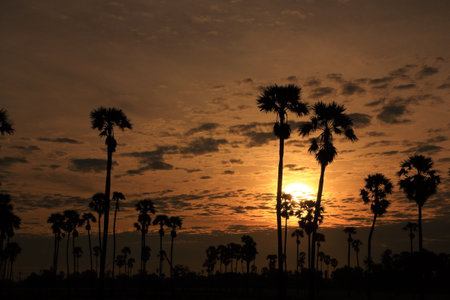 Sugar palm in the field in the morning Pathum Thani Province, Thailandの写真素材