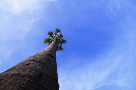 Sugar palm in the field in the morning Pathum Thani Province, Thailandの写真素材