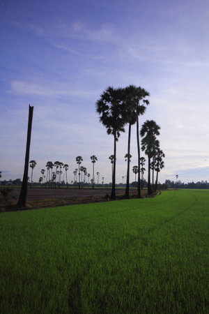 Sugar palm in the field in the morning Pathum Thani Province, Thailandの写真素材