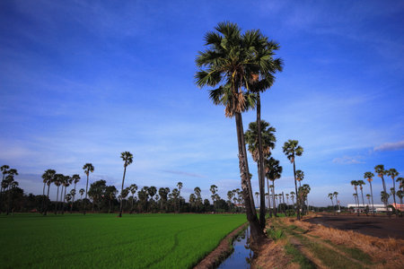 Sugar palm in the field in the morning Pathum Thani Province, Thailandの写真素材