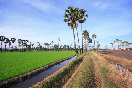Sugar palm in the field in the morning Pathum Thani Province, Thailandの写真素材