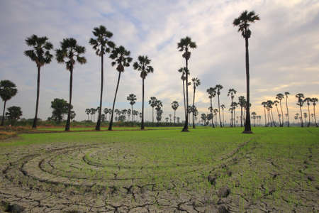 sugar palm in rice fields, Sam Khok District, Pathum Thani Province, Thailandの写真素材