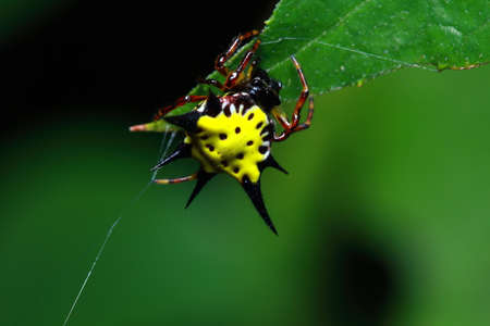 Gasteracantha hasselti spiders in the forests of Thailand National Park.の写真素材