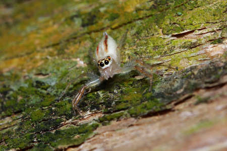 Spider in the forest, Thailand National Parkの写真素材