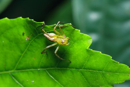 Spider in the forest, Thailand National Parkの写真素材