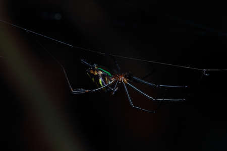 Spiders in the National Park of Thailandの写真素材
