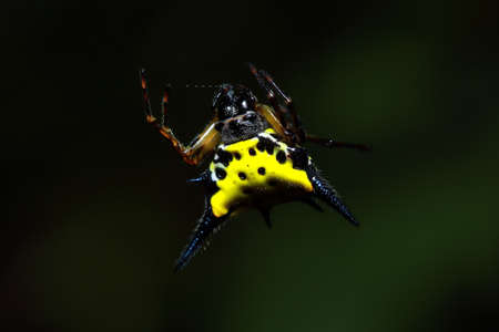 Spiders in the National Park of Thailandの写真素材