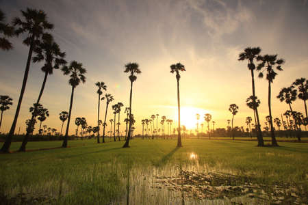 sugar palm in the middle of the rice field in the morningの写真素材