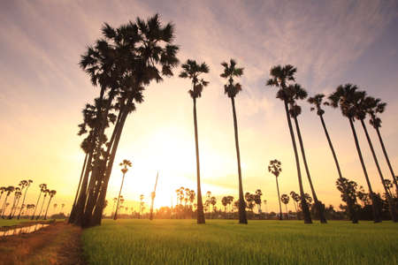 sugar palm in the middle of the rice field in the morningの写真素材