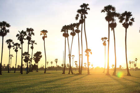 sugar palm in the middle of the rice field in the morningの写真素材