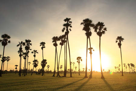 sugar palm in the middle of the rice field in the morningの写真素材