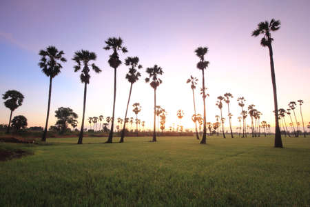 sugar palm in the middle of the rice field in the morningの写真素材