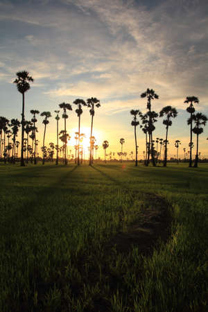 sugar palm in the middle of the rice field in the morningの写真素材