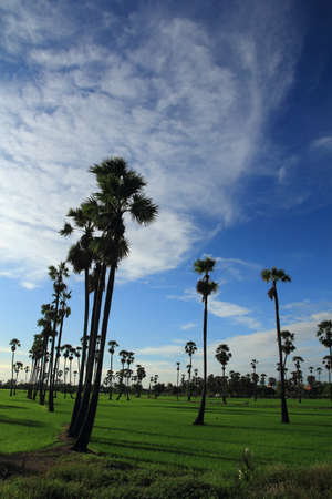 sugar palm in the middle of the rice field in the morningの写真素材