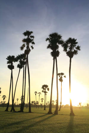 sugar palm in the middle of the rice field in the morningの写真素材