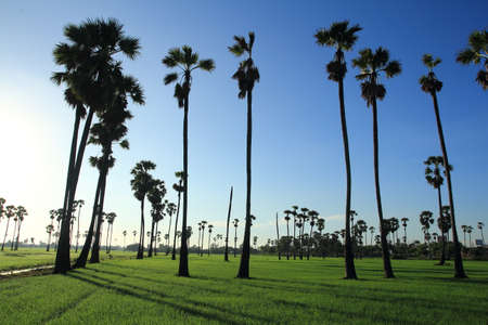sugar palm in the middle of the rice field in the morningの写真素材