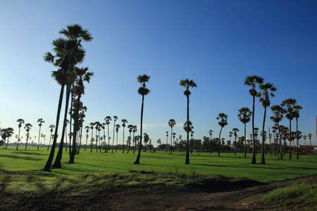 sugar palm in the middle of the rice field in the morningの写真素材