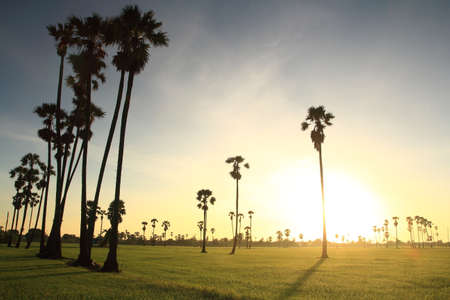 sugar palm in the middle of the rice field in the morningの写真素材