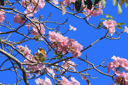 pink flowers in the gardenの写真素材