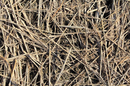 Lots of cracked arid soils in the fields.の写真素材