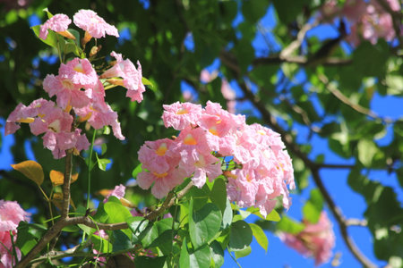 pink flowers in the gardenの写真素材