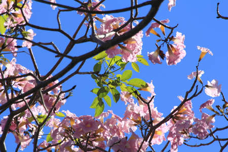 pink flowers in the gardenの写真素材