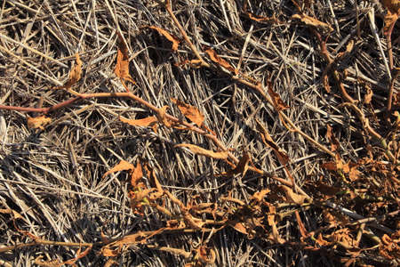 Lots of cracked arid soils in the fields.