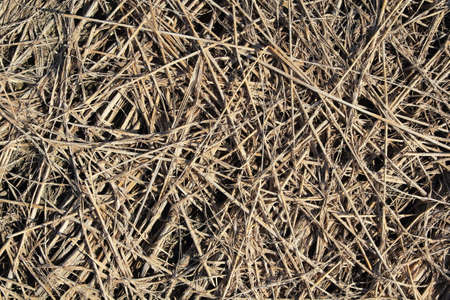 Lots of cracked arid soils in the fields.の写真素材