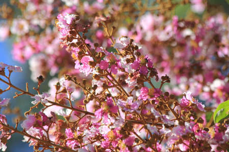 pink flowers in the gardenの写真素材