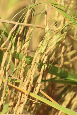 rice grains on the rice plant in the fieldの写真素材