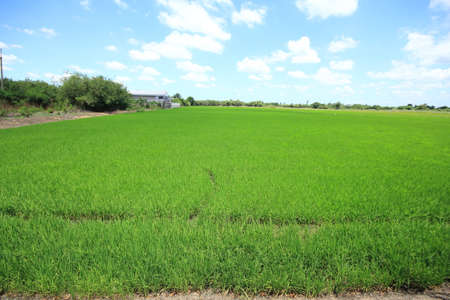 rice field in the daytimeの写真素材