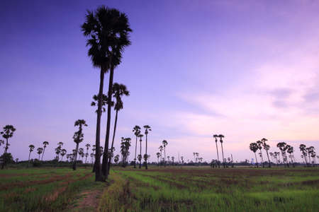 Palm tree garden in the rice field in the morningの写真素材